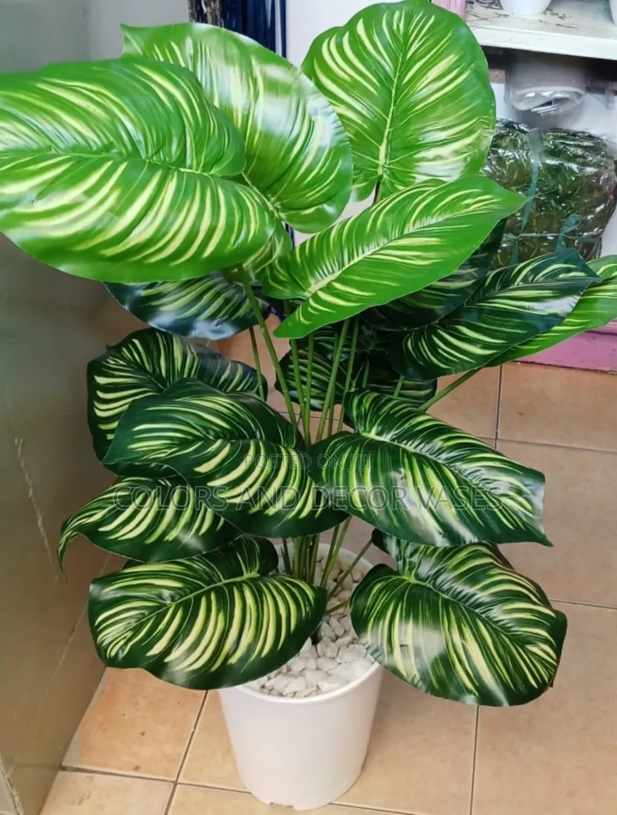 Zebra Plant 1m Ksh Plant Alone