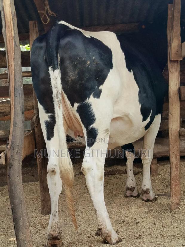 Incalf Super Perdigree Heifer - main view