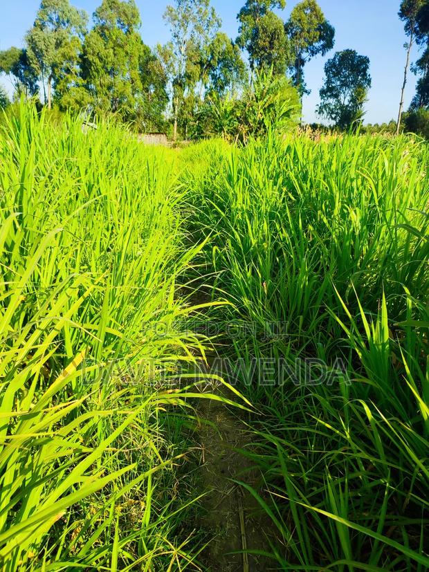 Nanyuki Airstrip 2 Acres of Land for Sale