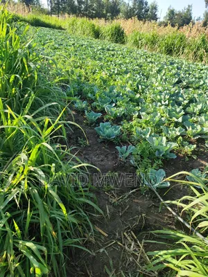 Nanyuki Airstrip 2 Acres of Land for Sale