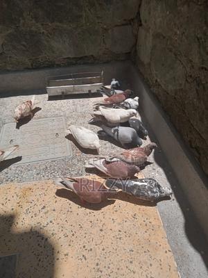 Aesthetic Home Pigeons for Sale - thumbnail 2