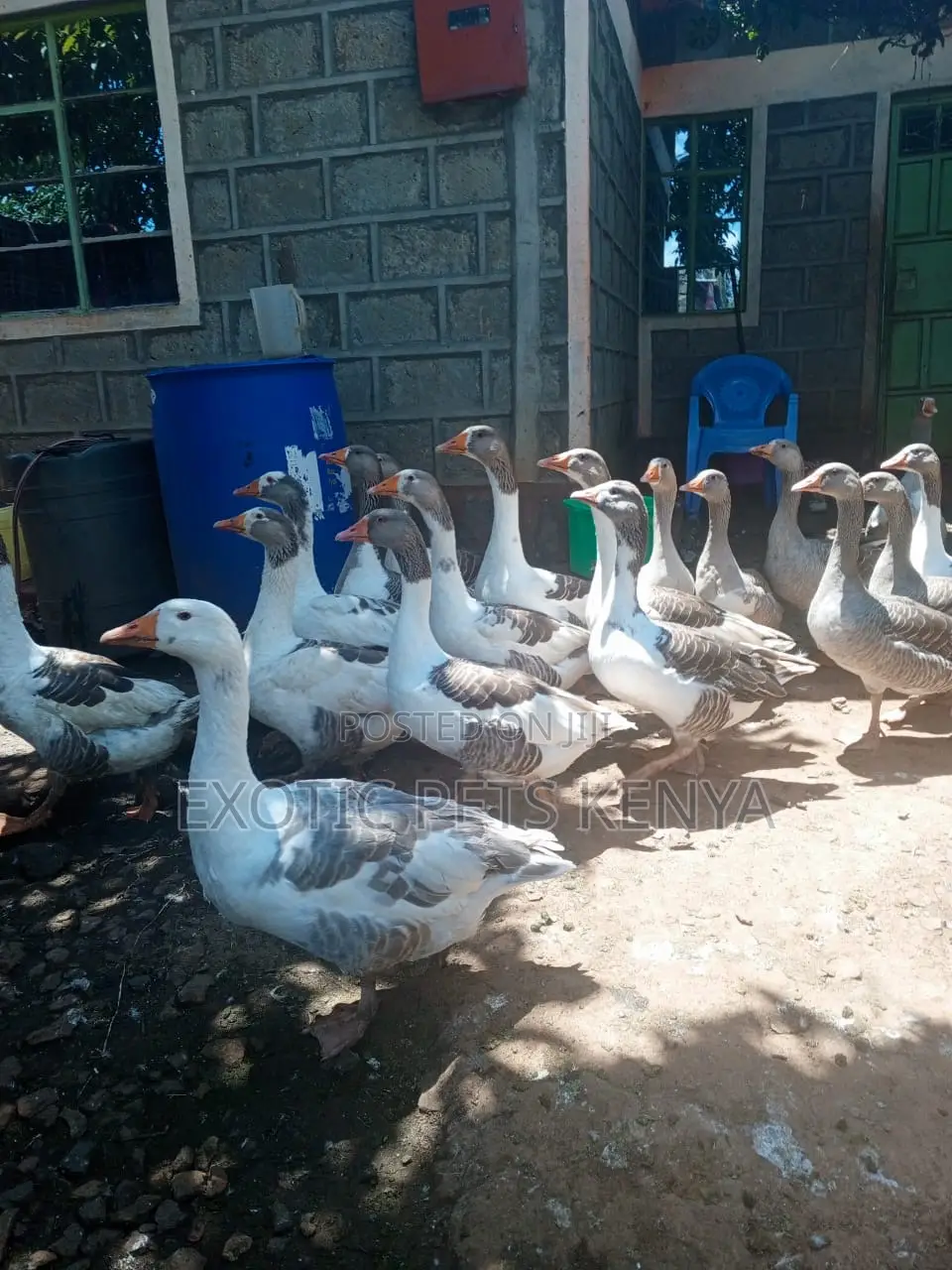 Mature Geese for Sale