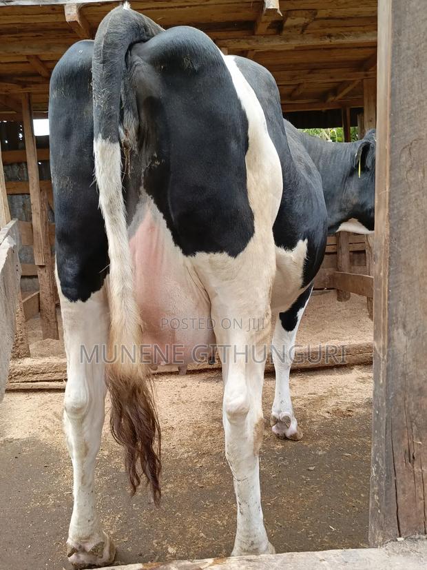Super Perdigree Heifer - main view