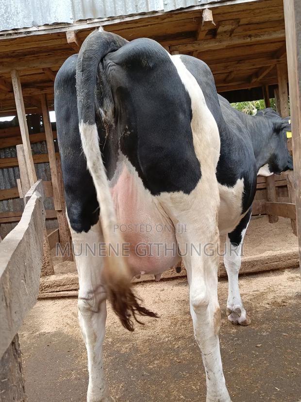Super Perdigree Heifer - thumbnail 2