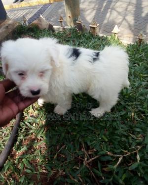 1-3 months Male Purebred Havanese - thumbnail 2