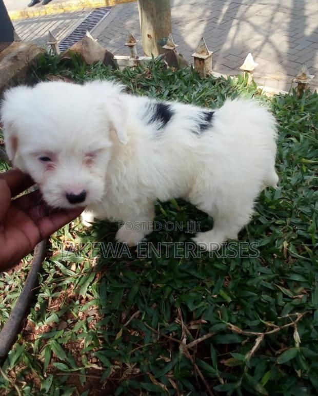 1-3 months Male Purebred Havanese - main view