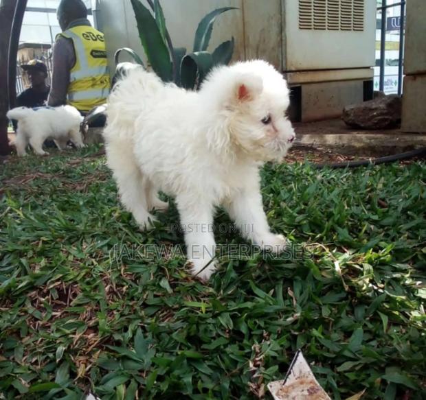 1-3 months Female Purebred Havanese