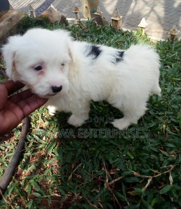 1-3 months Male Purebred Havanese - main view