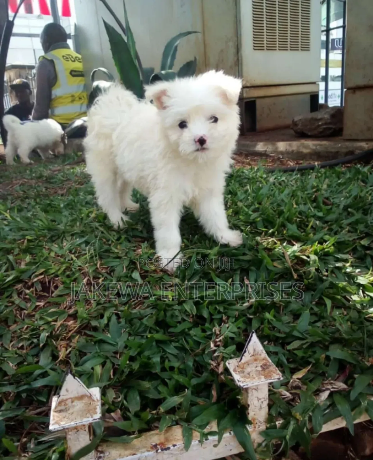 1-3 months Male Purebred Havanese