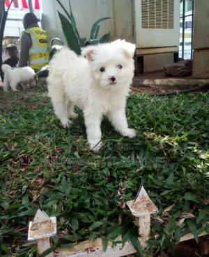 1-3 months Male Purebred Havanese - thumbnail 2