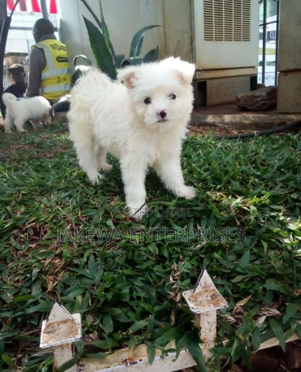1-3 months Male Purebred Havanese - main view