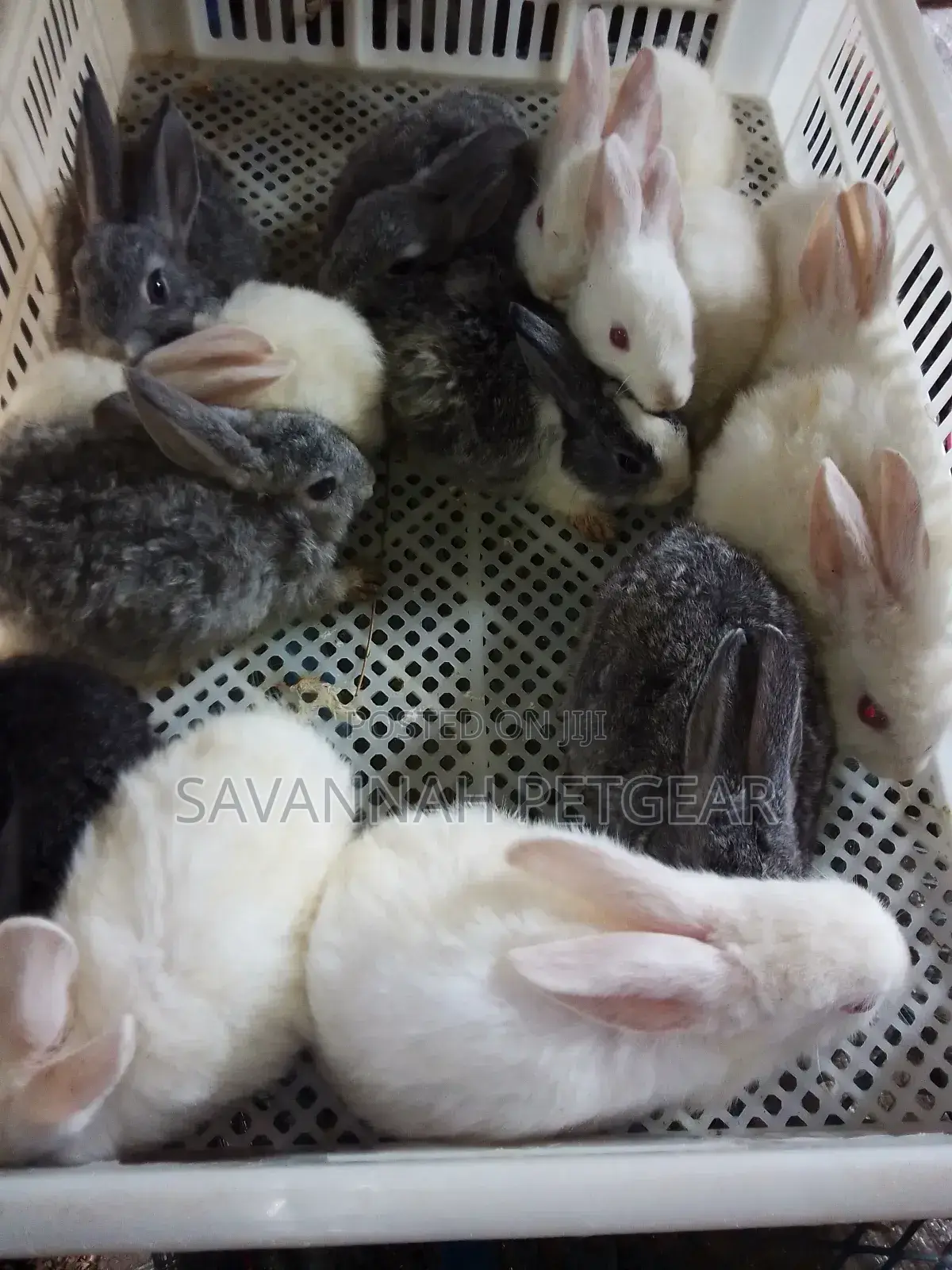 Mixed Breed 2 Months Old Rabbit Bunnies for Pets