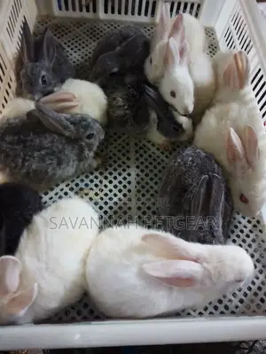 Mixed Breed 2 Months Old Rabbit Bunnies for Pets