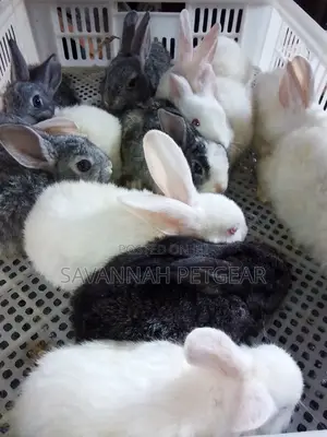 Mixed Breed 2 Months Old Rabbit Bunnies for Pets
