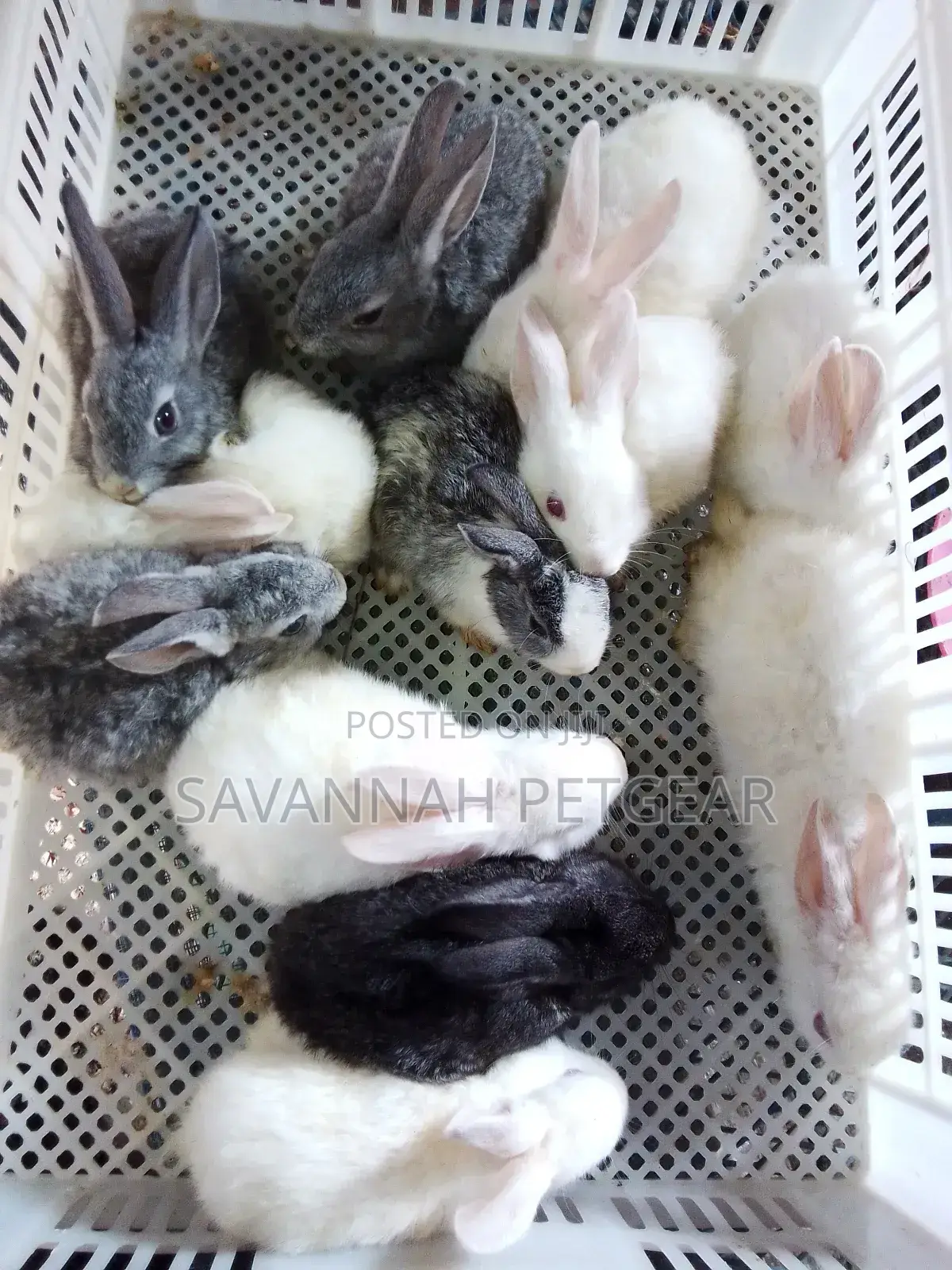 Mixed Breed 2 Months Old Rabbit Bunnies for Pets
