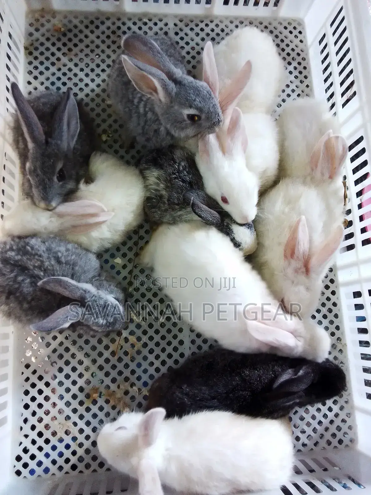 Mixed Breed 2 Months Old Rabbit Bunnies for Pets