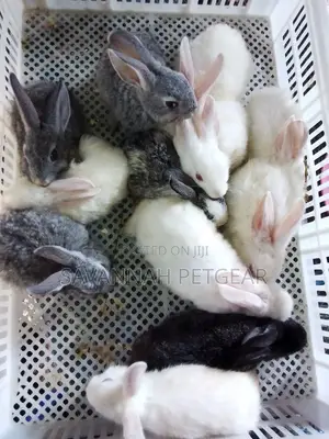 Mixed Breed 2 Months Old Rabbit Bunnies for Pets