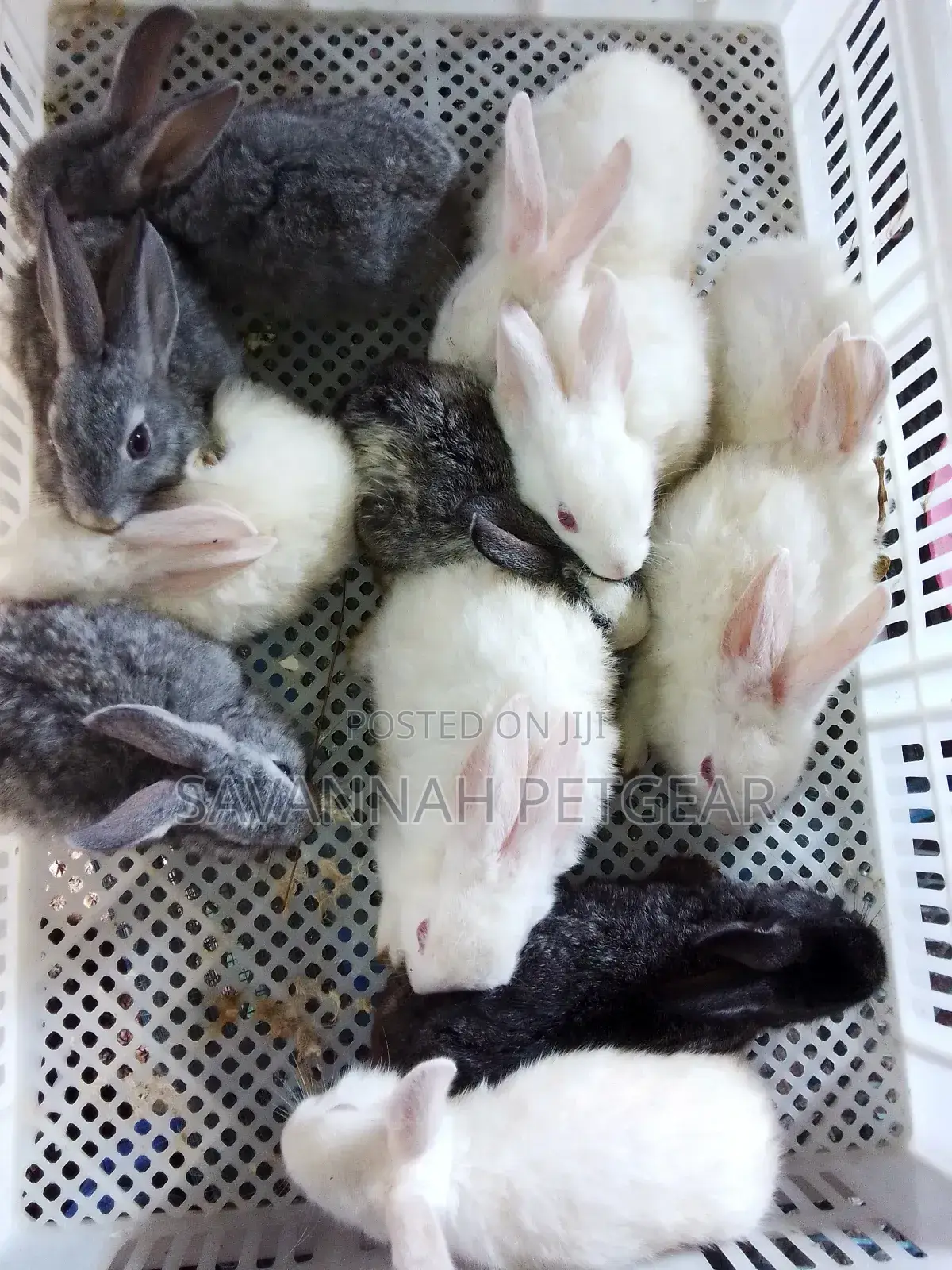 Mixed Breed 2 Months Old Rabbit Bunnies for Pets