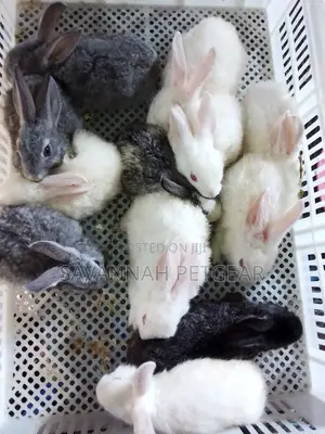 Mixed Breed 2 Months Old Rabbit Bunnies for Pets