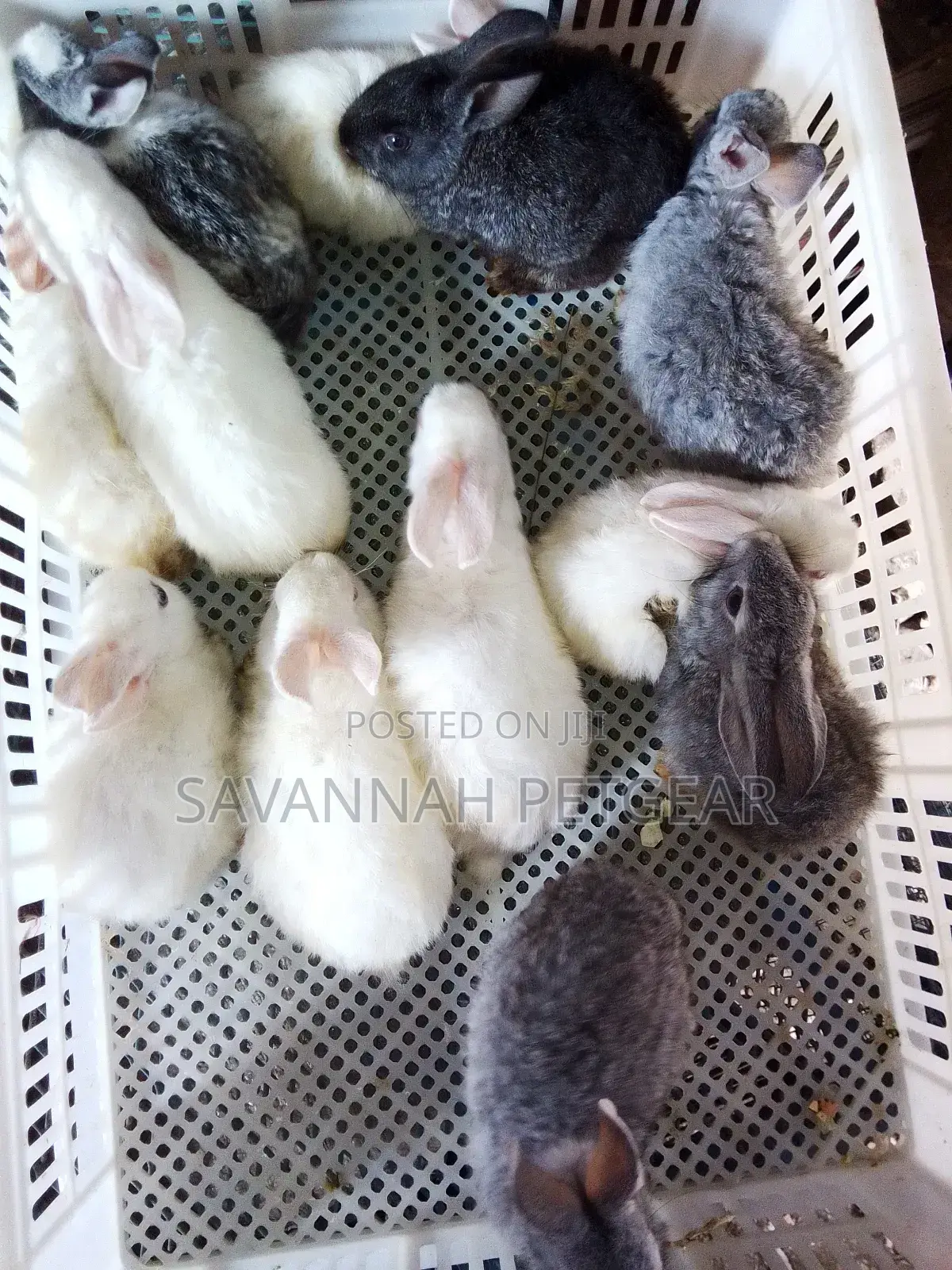 Mixed Breed 2 Months Old Rabbit Bunnies for Pets