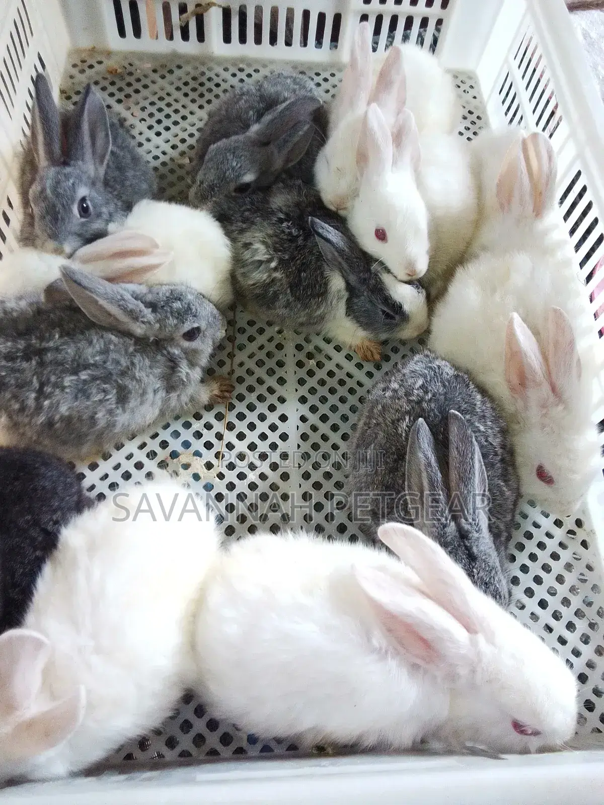 Mixed Breed 2 Months Old Rabbit Bunnies for Pets