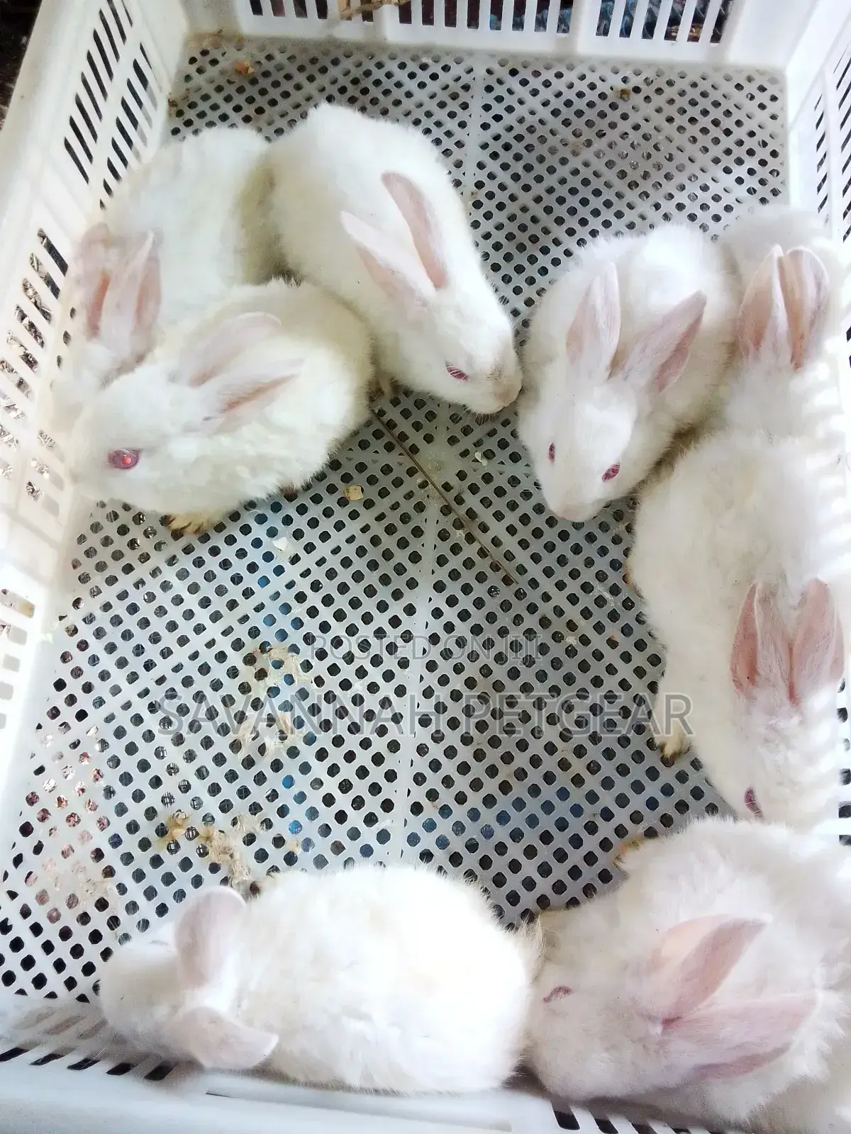 California White, New Zealand White Rabbits - 2 Months Old