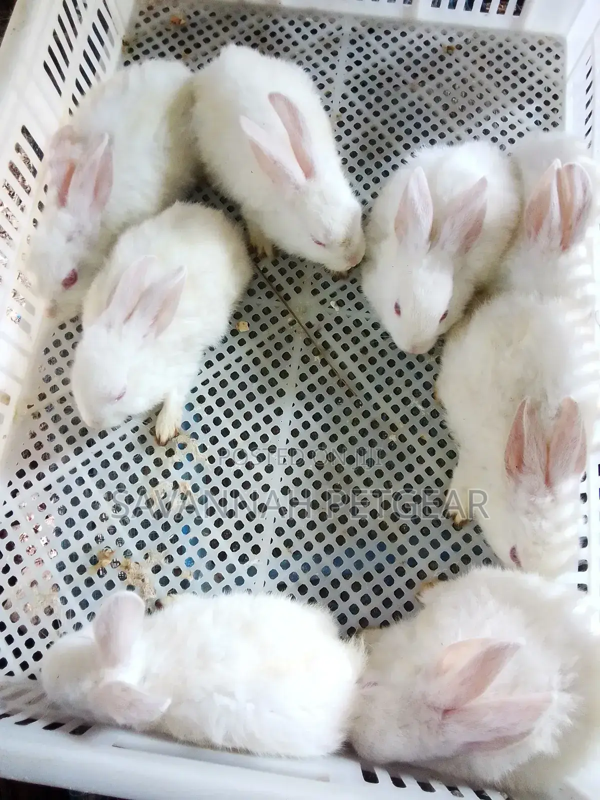 California White, New Zealand White Rabbits - 2 Months Old