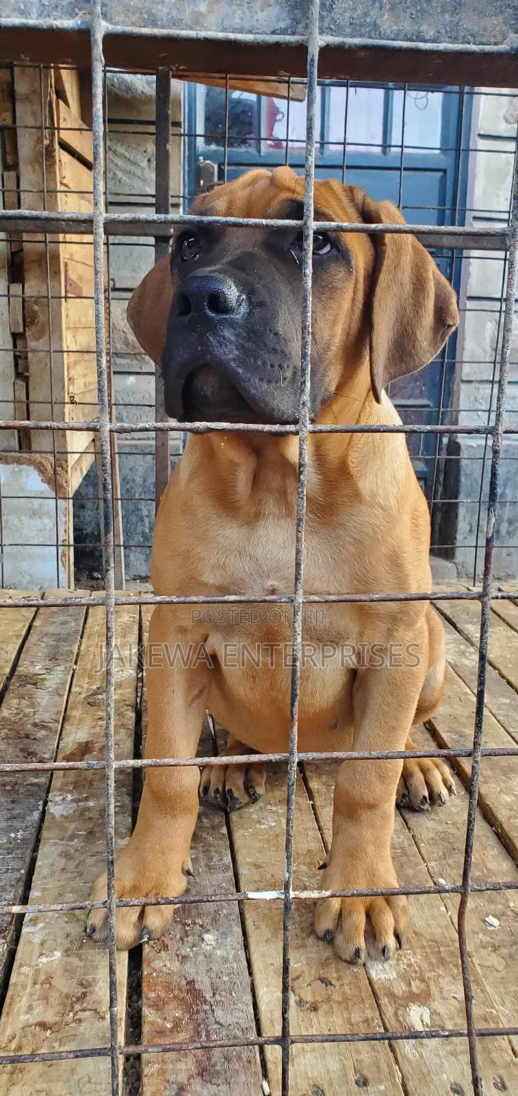 1-3 months Female Purebred Boerboel