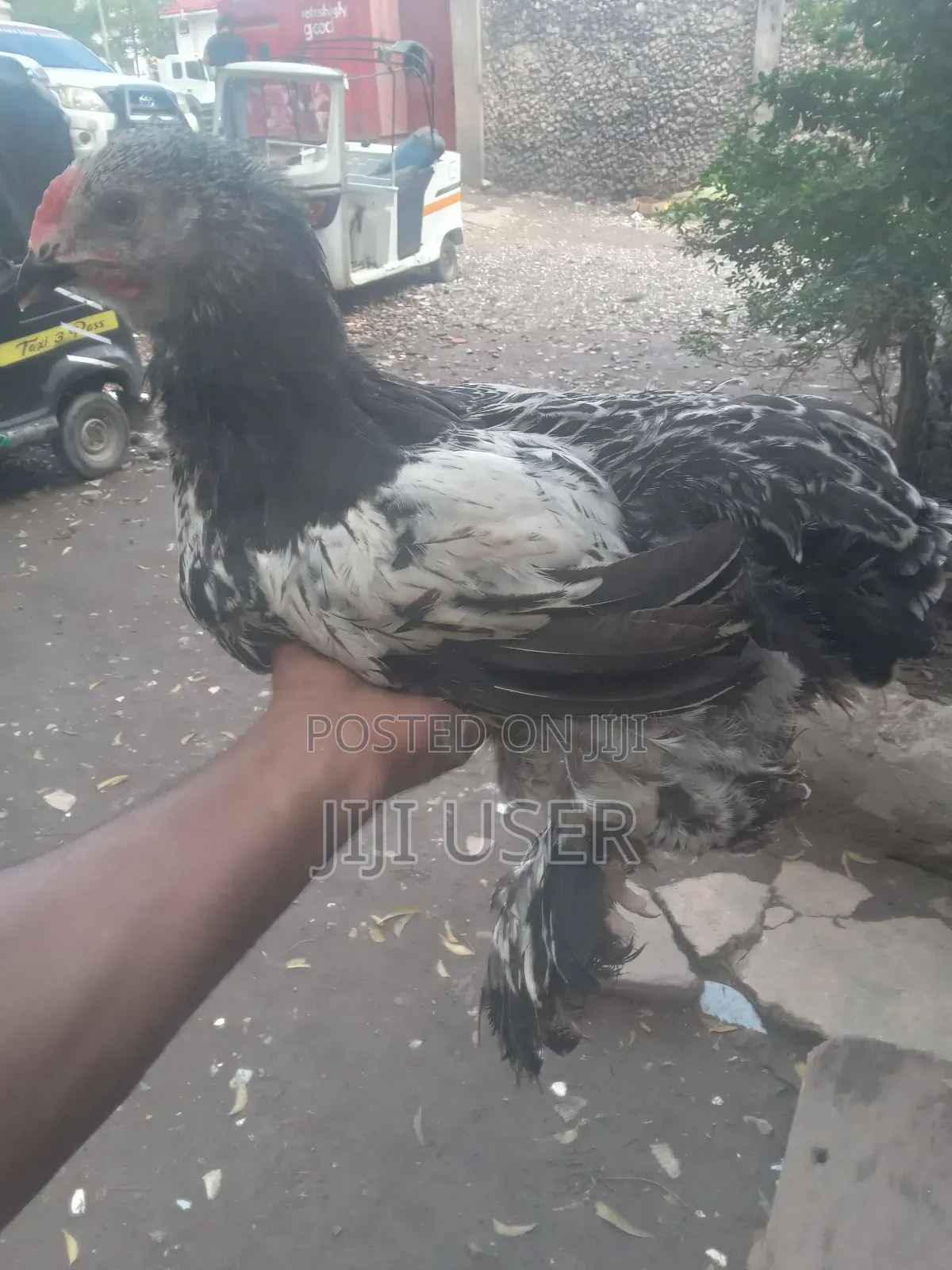 Brahma Chicken Showline