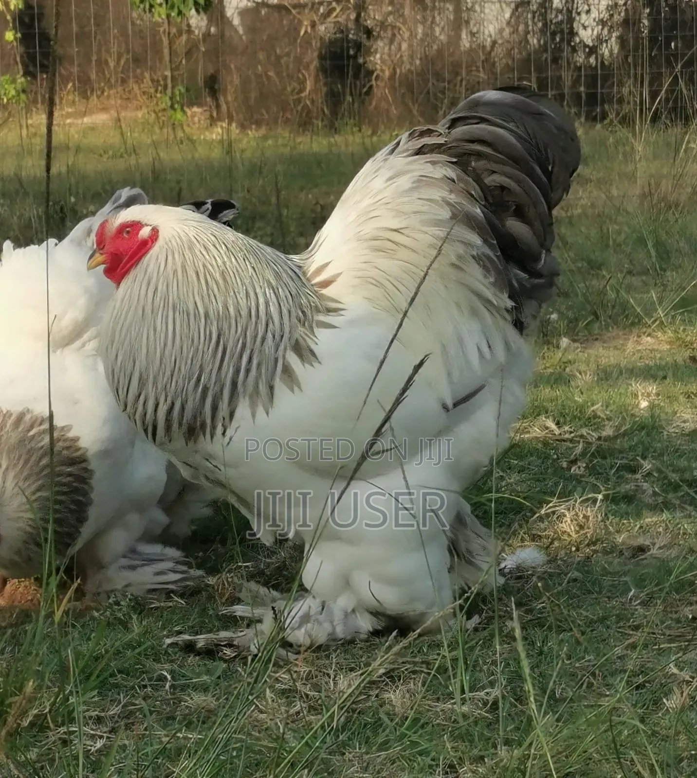 Brahma Chicken Showline