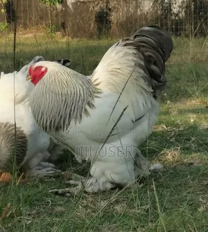 Brahma Chicken Showline