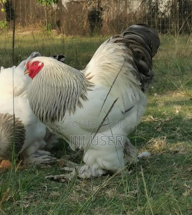 Brahma Chicken Showline - thumbnail 4