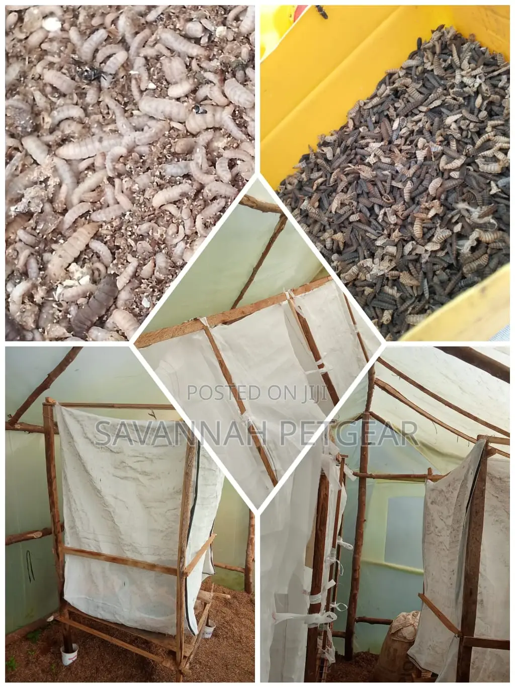 Dry Black Soldier Fly for Feed Formulation or Direct Feeding