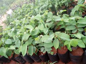 Custurd Apple - thumbnail 2