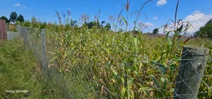 Prime Plot for Sale in Kuinet Eldoret
