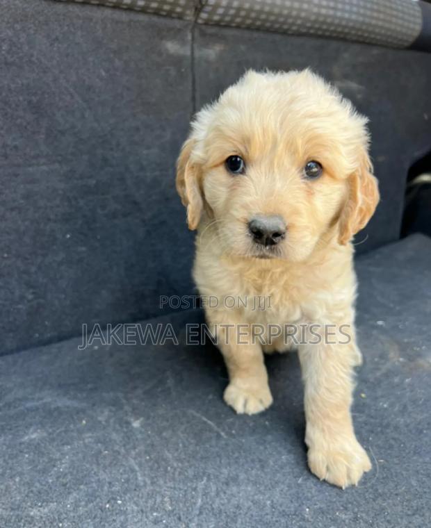 1-3 months Male Purebred Golden Retriever