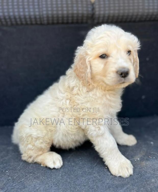 1-3 months Male Purebred Golden Retriever