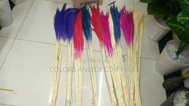 Pampas Grass in Various Colours - main view