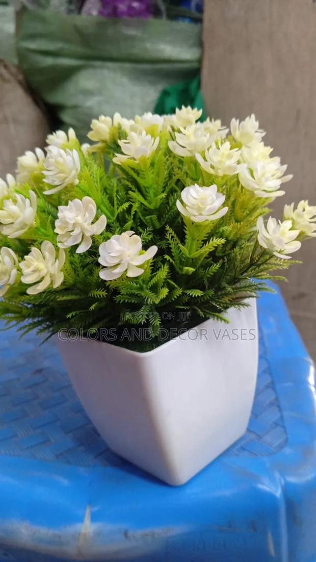 White Flowered Bonsai in Stock