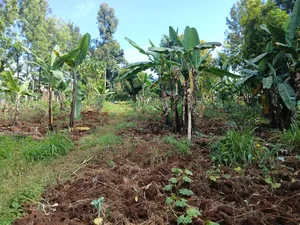 Prime Redsoil Quarter Acre Plot in Kahara, Ngong