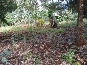 Prime Redsoil Quarter Acre Plot in Kahara, Ngong