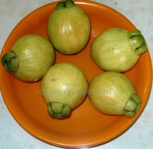 Rose Apple Seedlings - thumbnail 2