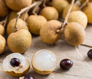 Longan Lychee Fruit Seedling - thumbnail 2