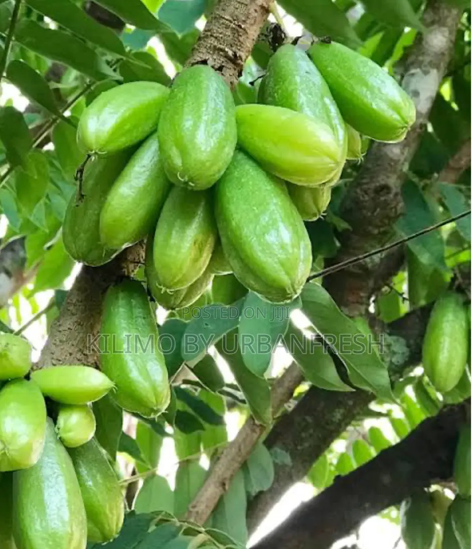 Bilimbi ( Cucumber Fruit Tree / Tree Sorrel) Seedling.