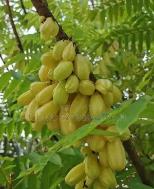 Bilimbi ( Cucumber Fruit Tree / Tree Sorrel) Seedling.
