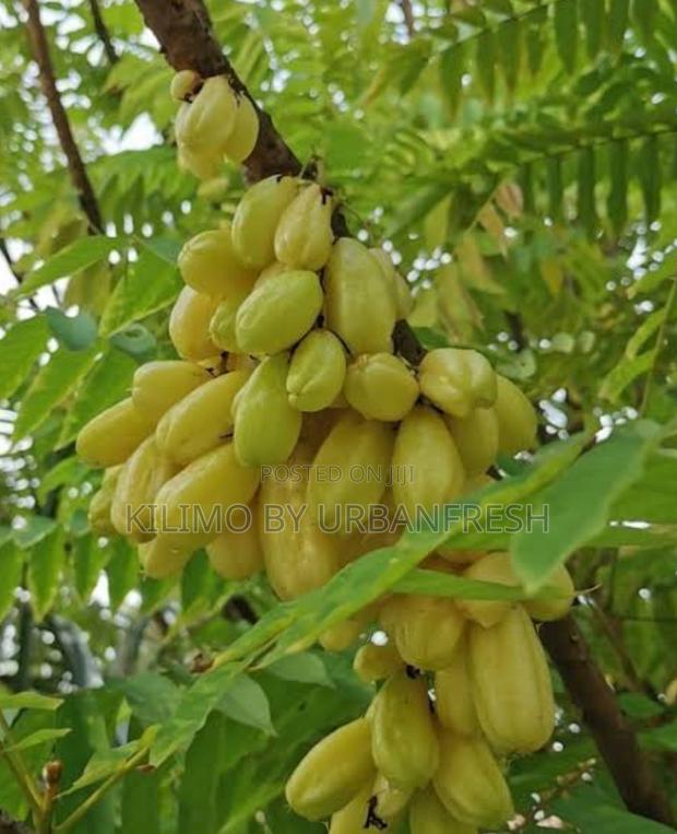Bilimbi ( Cucumber Fruit Tree / Tree Sorrel) Seedling. - main view