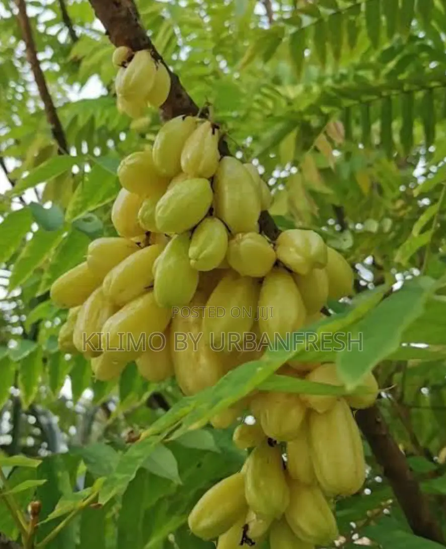 Bilimbi ( Cucumber Fruit Tree / Tree Sorrel) Seedling.