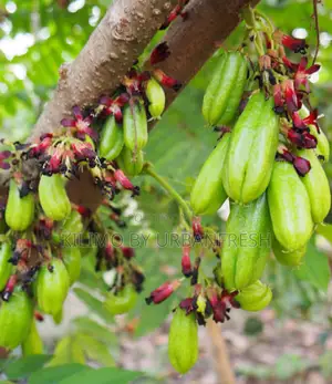 Bilimbi ( Cucumber Fruit Tree / Tree Sorrel) Seedling.
