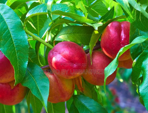 Nectarines Fruit Seedlings - main view