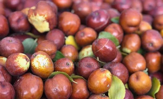 Jujube ( Chinese / Red Dates ) Seedlings - main view